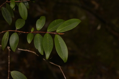 Pilidiostigma glabrum