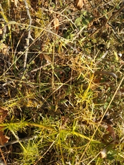 Asparagus verticillatus