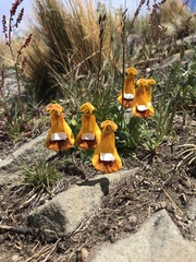 Calceolaria uniflora