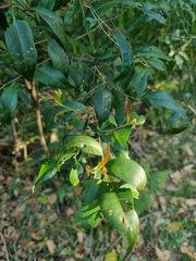 Elaeocarpus obovatus