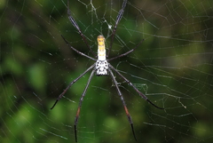 Trichonephila inaurata madagascariensis