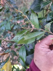 Elaeocarpus obovatus