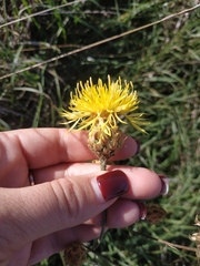 Centaurea salonitana
