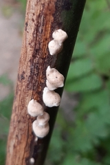 Agaricales