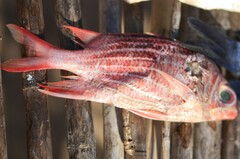 Sargocentron diadema
