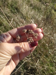 Torilis arvensis