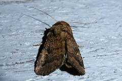 Proteuxoa tetronycha