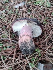 Russula torulosa