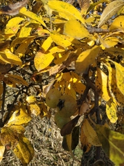 Pyrus elaeagrifolia