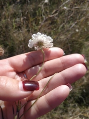 Scabiosa praemontana