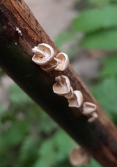Agaricales
