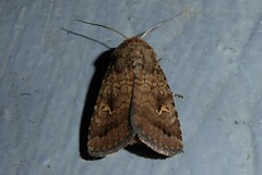 Proteuxoa tetronycha