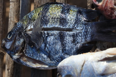 Abudefduf vaigiensis