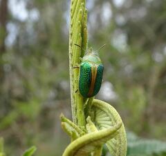 Calomela parilis