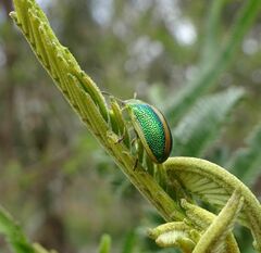 Calomela parilis
