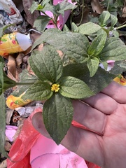 Synedrella nodiflora