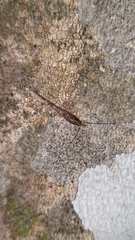Nesomachilis