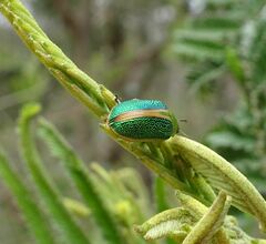 Calomela parilis