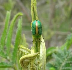 Calomela parilis