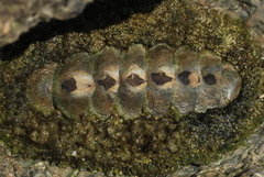 Acanthopleura gemmata