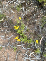 Chrysocephalum apiculatum
