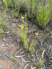 Chrysocephalum apiculatum