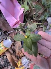 Synedrella nodiflora