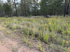 Chrysocephalum apiculatum
