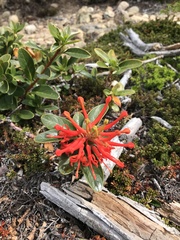Embothrium coccineum