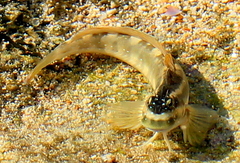 Istiblennius