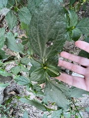 Synedrella nodiflora