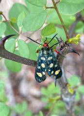 Arniocera auriguttata