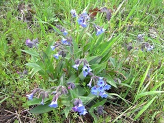 Pulmonaria angustifolia