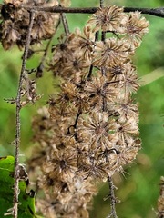 Homalium cochinchinense