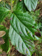 Homalium cochinchinense