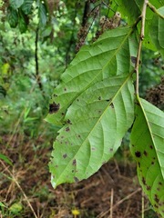 Homalium cochinchinense