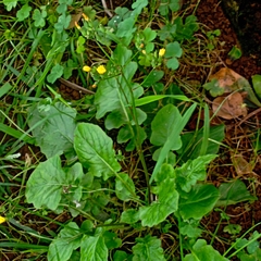 Youngia