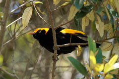 Sericulus chrysocephalus