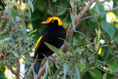 Sericulus chrysocephalus