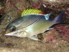 Scolopsis bilineata