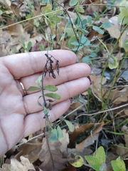 Coronilla coronata
