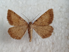 Selidosema brunnearia