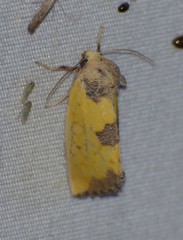 Stiria intermixta