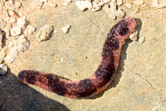 Holothuria edulis