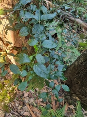 Gynochthodes jasminoides