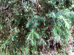 Juniperus formosana