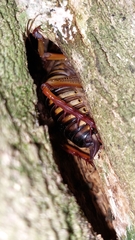 Hemideina crassidens