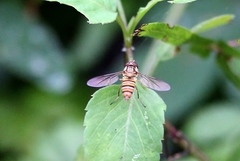 Episyrphus