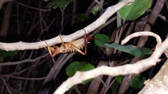 Hemideina crassidens