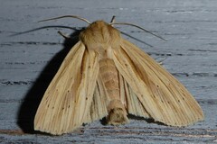 Ichneutica semivittata